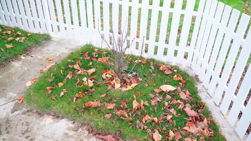 Fallen leaves on the lawn with a currant bush. Country lawn with a neat white fence and green grass. Smooth camera movement