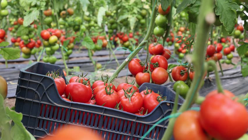 Hand picking tomatoes from the plant and sorting them in a plastic box in a greenhouse, close-up, low angle view, daylight. | Shutterstock HD Video #1100823289