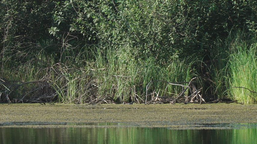 Moorhen duck- with a red beak and a chick in its natural habitat among reeds and duckweed. Soft focus. Gallinula chloropus