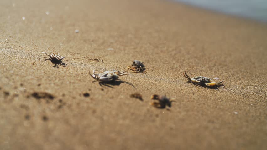 Dead crabs near the sea. Ecological catastrophy. | Shutterstock HD Video #1100826077