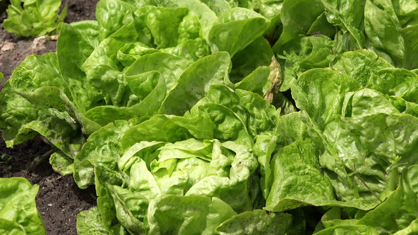 Green lettuce (Lactuca sativa) in vegetable garden, selective focus Royalty-Free Stock Footage #1100826147