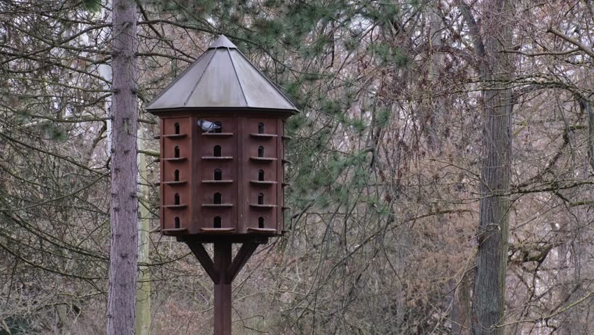 Dove sitting on the balcony of a brown pigeon loft then flying off. Concept of bird pollution problems. Huge brown bird nest or house or cage with many doors among trees in a city park. 4K
