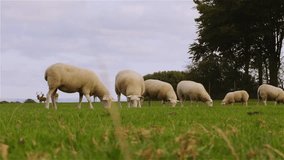 Grazing sheep with deers and stags in the background. The sheep are grazing on rich spring, early summer grass in England, UK. The background of this video footage includes trees and the cloudy sky.