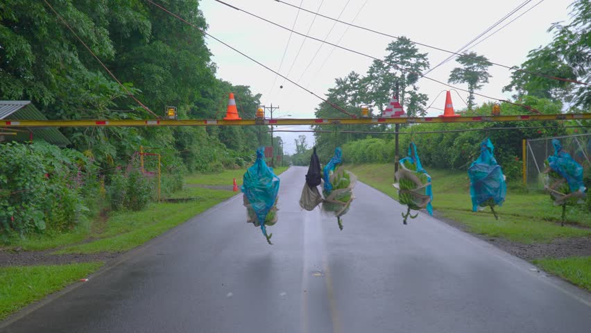 An automated conveyor for the fast transportation of banana baskets from the plantation to the processing plant, moving over a road.
