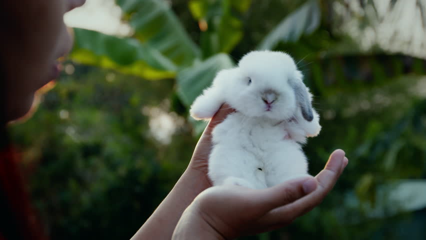 Adorable little bunny in woman hands in the garden. Woman hand carrying and playing with cute little rabbit holland lop with love and tenderness at the sunset time. Symbol of Easter day.