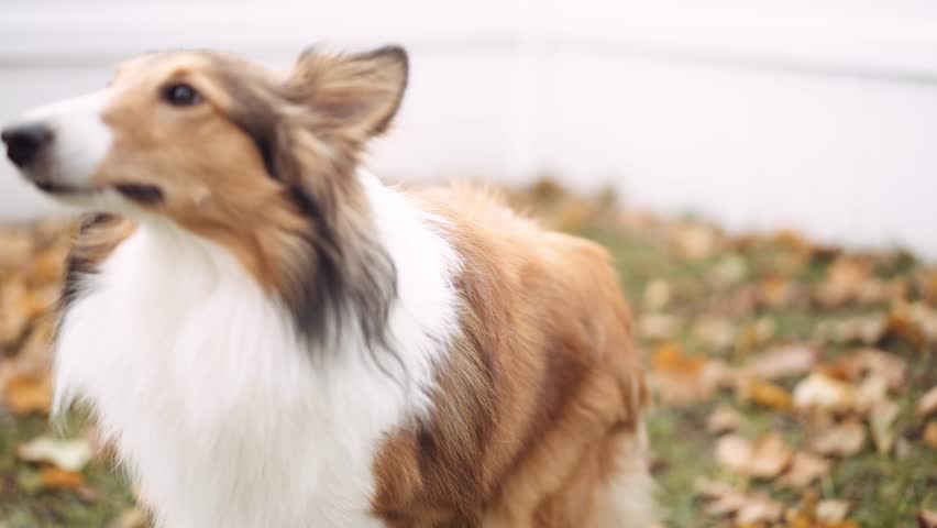 Beautiful sheltie looks busy around. Close up shot
 Royalty-Free Stock Footage #1100837391