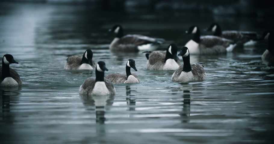 Flock of Wild Canadian Geese Bathing and Splashing in Calm Lake Water. Swimming Goose Self Cleaning by Diving in Pond Slow Motion Preening 4K