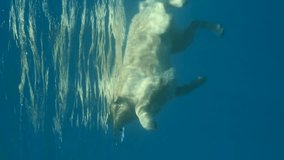 VERTICAL VIDEO, Slow motion, Golden retriever swim on surface of water in the sea. The dog swims on the surface of the water. Underwater view