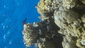 VERTICAL VIDEO, Colorful tropical fishes swims on beautiful coral reef on blue water background. Underwater life on coral reef in the ocean.