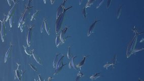Vertical video, Shoal of blue Fusilier feeding on plankton in evening time, slow motion. School of Lunar Fusilier (Caesio lunaris) swim in blue water column and feeds on zooplankton at sunset
