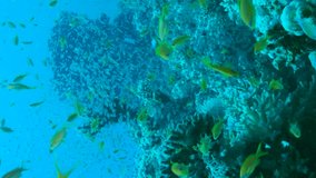 VERTICAL VIDEO, Multicolored tropical fishes swim in the blue water around the beautiful coral reef. Underwater coral reef scene. School of Lyretail Anthias and Glassfish