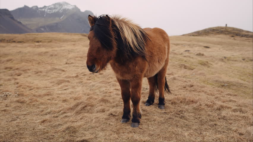 Icelandic horse posing in a meadow surrounded by Iceland