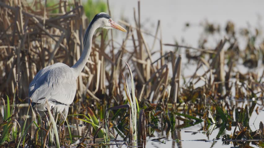 Patient Blue Heron stalks and launches into shallows with bill to catch a fish