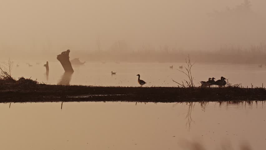 Long static shot of the silhouettes of ducks and geese standing on the shore of a calm lake on a misty morning