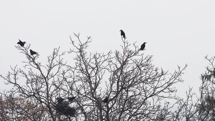 Footage of a creepy flock of ravens perched on a tree with a background of a grey sky Royalty-Free Stock Footage #1100844213