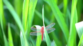 A dragonfly Is Sitting On The Leaf slow motion 120fps log video