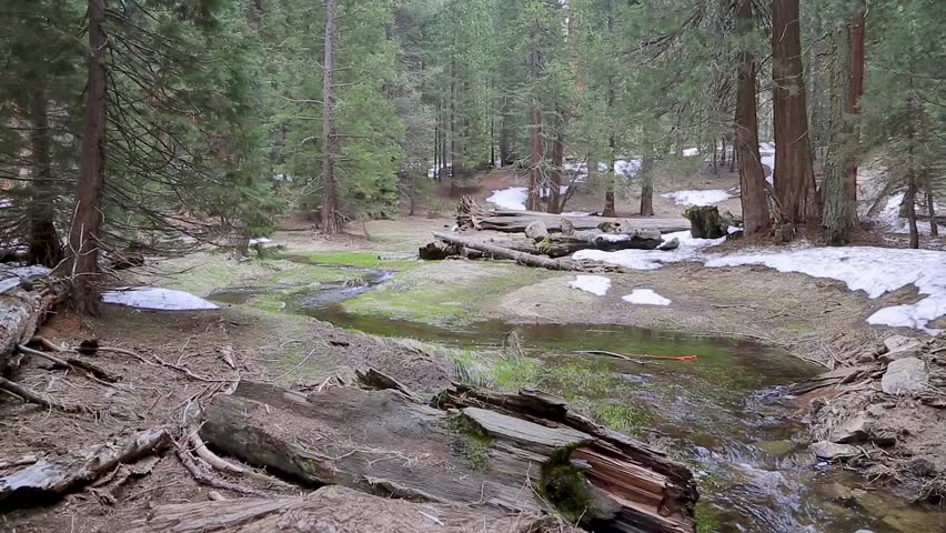 Sequoias in Sequoia National Park, California, United States. Yosemite Waterfalls behind Sequoias in Yosemite National Park. Sequoia tree in Sequoia national park during spring, California