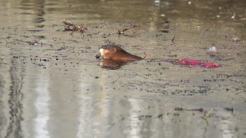 The muskrat (Ondatra zibethicus) eats algae while in the river.