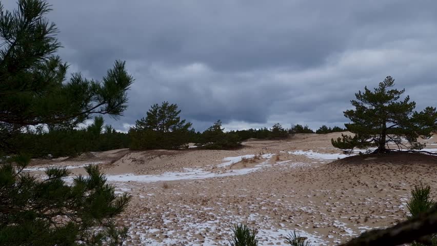walking trails in Slowinski national park with yellow sandy dunes, pine tree forest.  natural sound. Lacka Dune, Leba, Poland, Europe
