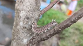 Purplish pink monarch caterpillar is crawling on a tree trunk or branch