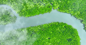 4K Aerial view nature video A top-down view of the mangrove forest, a verdant evergreen forest that has not been invaded by humans and produces oxygen.  Rain forest in the south of Thailand