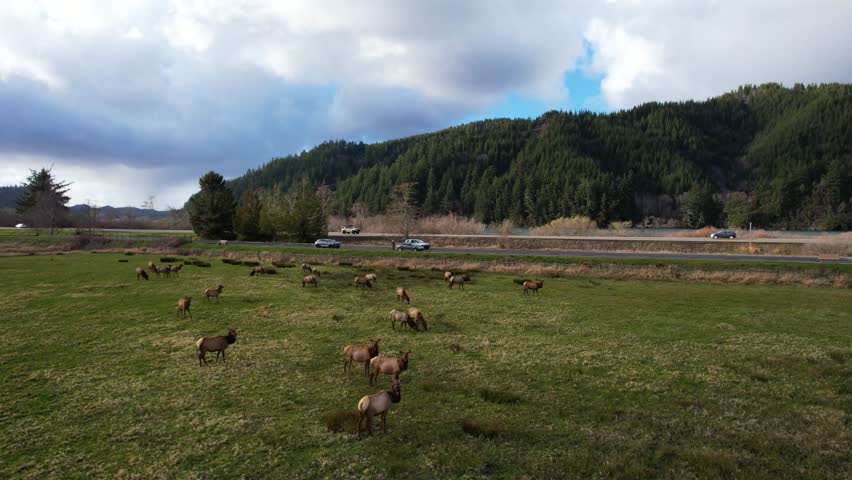 4K aerial drone shot showing pack of wild Elk at Dean Creek in Reedsport, Oregon.