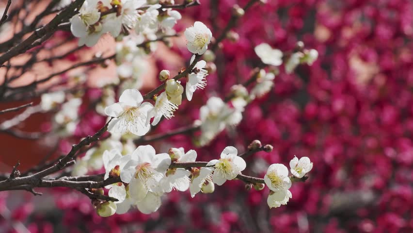 Plum blossoms blooming at Domyoji Tenmangu Shrine