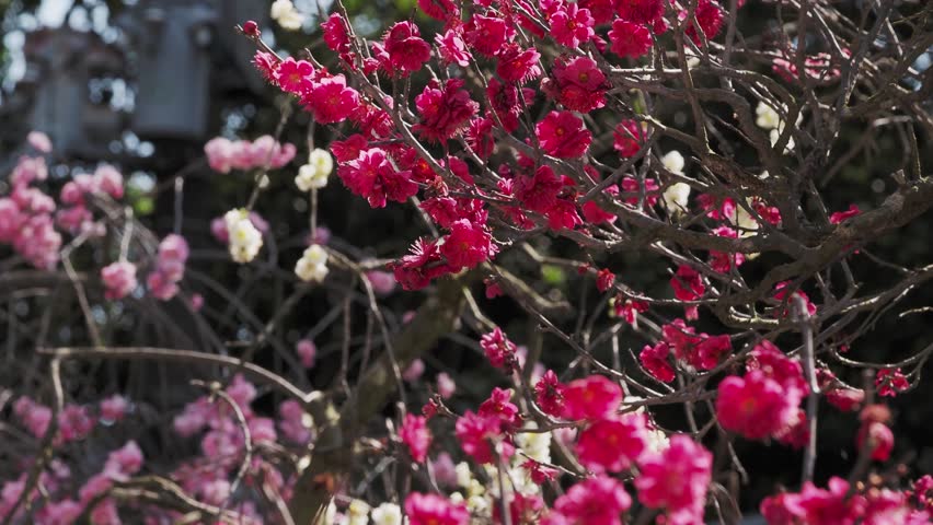 Plum blossoms blooming at Domyoji Tenmangu Shrine