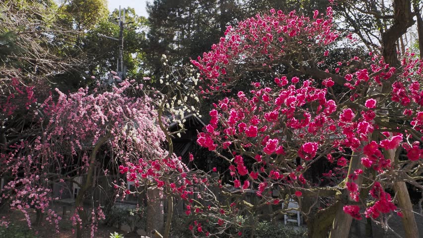 Plum blossoms blooming at Domyoji Tenmangu Shrine