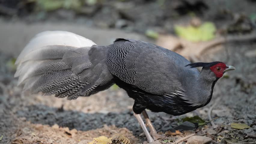 Kalij pheasant living on the ground in nature