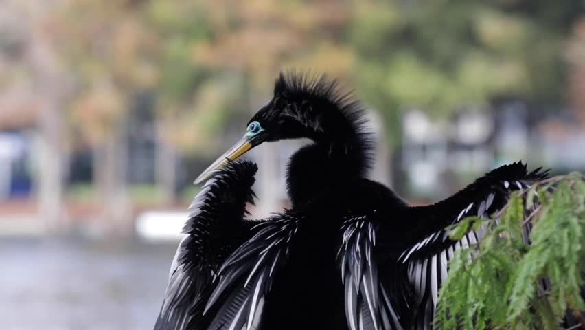 Anhinga cleaning and drying its wind on a tree branch in front of lake, in urban environment, Snakebird
darter bird, water turkey