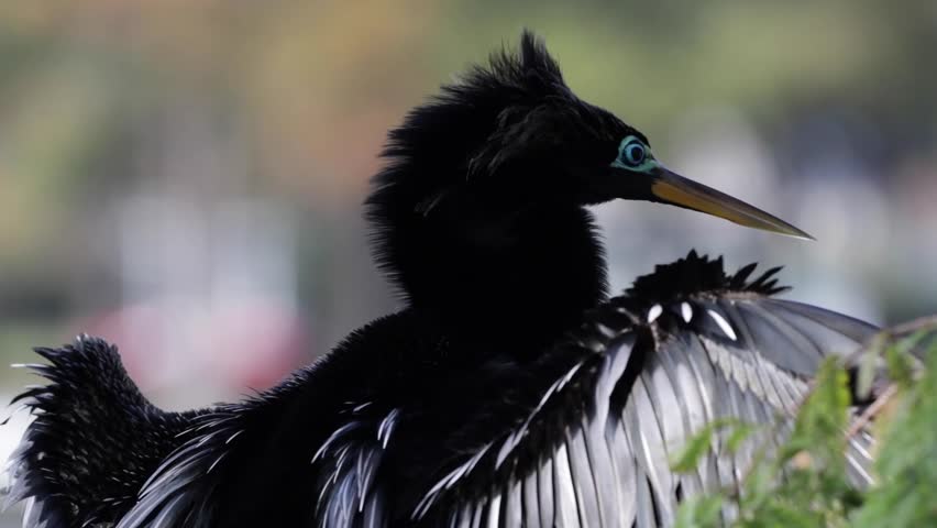 Close up of Anhinga bird cleaning its wing on a tree branch. Snakebird
darter bird, water turkey