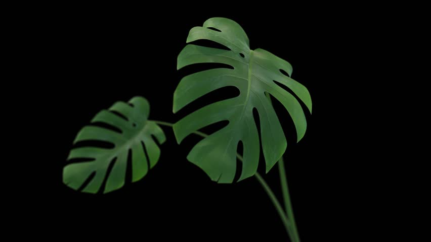 Monstera plant growing animation. Including alpha channel for transparency. Realistic depth of field | Shutterstock HD Video #1100871745
