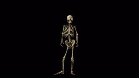 Skeleton Dancer 3D Animation Video With Alpha