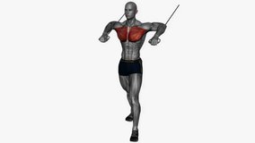 chest press high to low cable resistance band fitness exercise workout animation male muscle highlight demonstration at 4K resolution 60 fps crisp quality for websites, apps, blogs, social media etc.