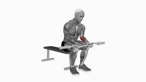 EZ Bar Seated Wrist Curl fitness exercise workout animation male muscle highlight demonstration at 4K resolution 60 fps crisp quality for websites, apps, blogs, social media etc.