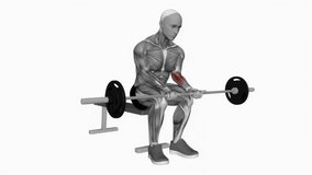 barbell wrist curl on knees fitness exercise workout animation male muscle highlight demonstration at 4K resolution 60 fps crisp quality for websites, apps, blogs, social media etc.