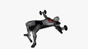 dumbbell fly flat bench fitness exercise workout animation male muscle highlight demonstration at 4K resolution 60 fps crisp quality for websites, apps, blogs, social media etc.