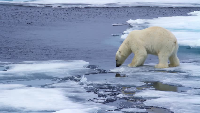 Polar Bear Jump over Channel sea ice in Arctic Sea ,Svalbard
North pole wildlife and landscape, 4K, 2023
