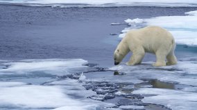 Polar Bear Jump over Channel sea ice in Arctic Sea ,Svalbard
North pole wildlife and landscape, 4K, 2023
 - Powered by Shutterstock - Get 15% off with code: PIKWIZARD15