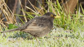 A male common blackbird or turdus merula searching for food.