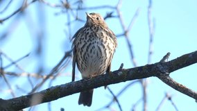 Song thrush or Turdus philomelos perched on a tree branch. Wildlife in nature.