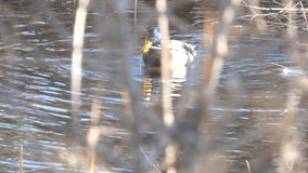 Male and female mallard duck swimming on a pond