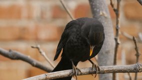 A male common blackbird or Turdus merula perched on a tree branch while looking at camera