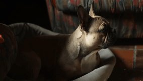 white, brown french bulldog playing and being happy. High quality video