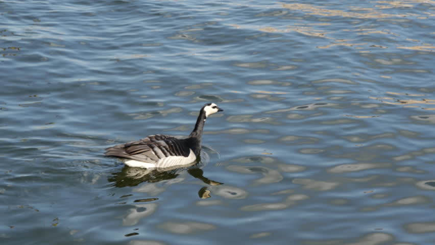 Group Canada geese with young in the water in Stockholm Sweden