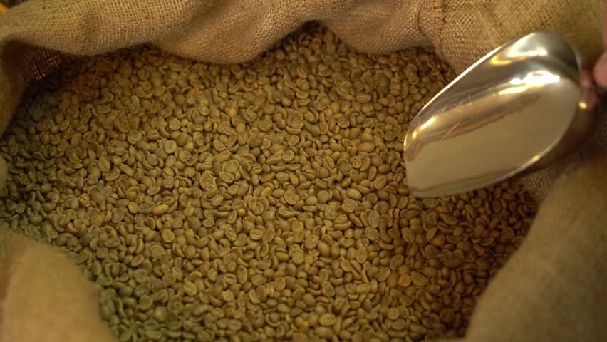 Slow motion fron view of crop anonymous male worker mixing and scooping green coffee beans in big bag with metal scoop