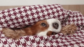 Video of funny, fluffy, adorable brown and white cavalier Charles king dog lying and playing in blanket on bed. Animal have fun at home, moving and smelling bed while playing. Purebreed pet expression