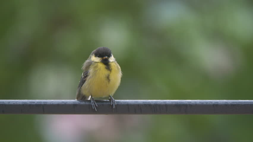 CLOSE UP, DOF: Great tit fledgling perching on fence on a rainy spring day. Adorable moments while watching birds at home backyard. Colorful immature songbird looking out for his mother great tit.