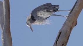 Vertical Video Great Blue Heron Perched High in a Tree Looks Around